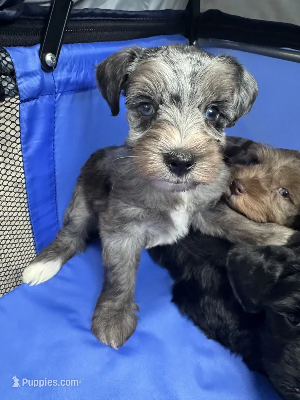 Blue Merle – Miniature Schnauzer puppy for sale in Rainsville, AL