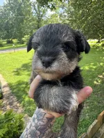 Salt & Pepper Male, a male Miniature Schnauzer for sale in Rainsville, AL – 1 of 4