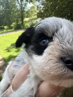 Black Parti male, a male Miniature Schnauzer for sale in Rainsville, AL – 2 of 5