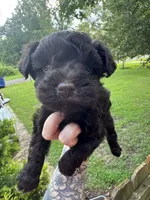 Liver female , a female Miniature Schnauzer for sale in Rainsville, AL – 3 of 3