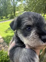 Salt & Pepper Male, a male Miniature Schnauzer for sale in Rainsville, AL – 3 of 4