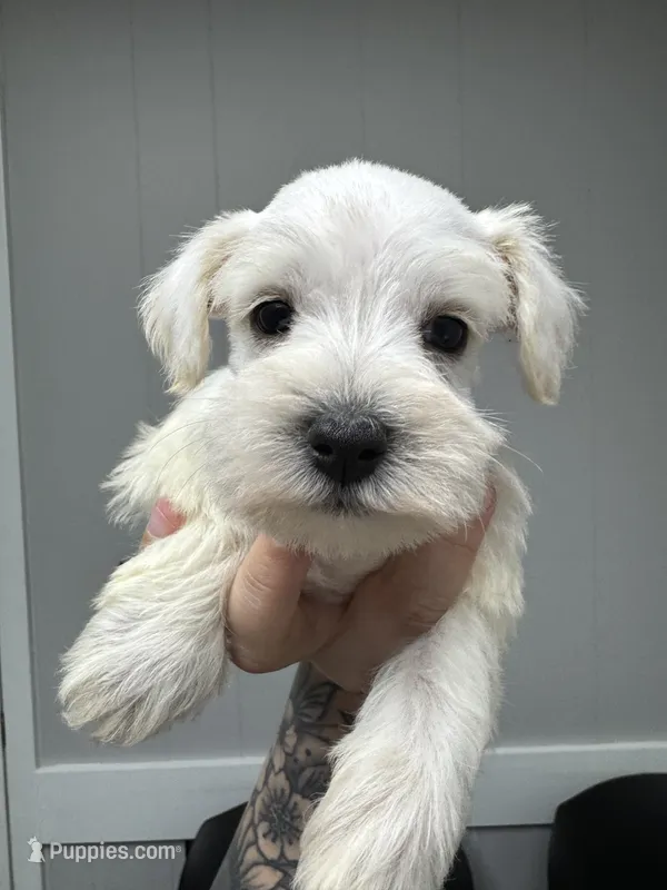 White female – Miniature Schnauzer puppy for sale in Rainsville, AL