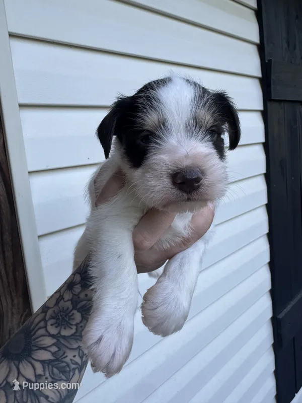 Liver Parti – Miniature Schnauzer puppy for sale in Rainsville, AL