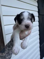 Liver Parti, a male Miniature Schnauzer for sale in Rainsville, AL – 1 of 5