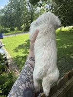 White female, a female Miniature Schnauzer for sale in Rainsville, AL – 3 of 4