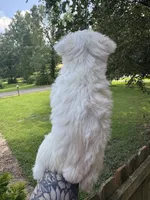 White chocolate female, a female Miniature Schnauzer for sale in Rainsville, AL – 5 of 5