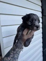 Blue Merle, a female Miniature Schnauzer for sale in Rainsville, AL – 2 of 5