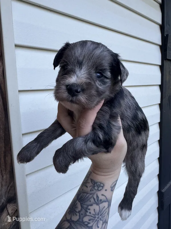 Blue Merle – Miniature Schnauzer puppy for sale in Rainsville, AL