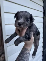 Blue Merle, a female Miniature Schnauzer for sale in Rainsville, AL – 1 of 5