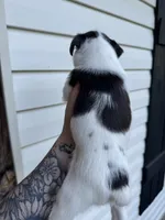 Liver Parti, a male Miniature Schnauzer for sale in Rainsville, AL – 5 of 5