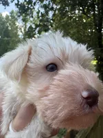White chocolate female, a female Miniature Schnauzer for sale in Rainsville, AL – 3 of 5