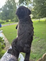 Liver female , a female Miniature Schnauzer for sale in Rainsville, AL – 2 of 3