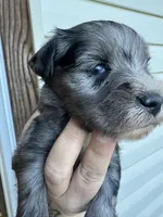 Blue Merle, a female Miniature Schnauzer for sale in Rainsville, AL – 4 of 5