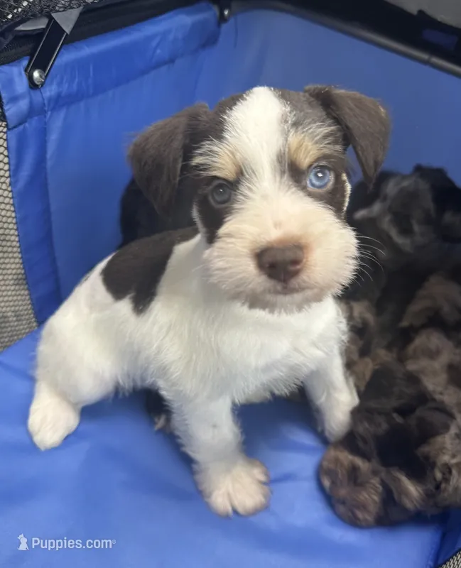 Liver Parti – Miniature Schnauzer puppy for sale in Rainsville, AL