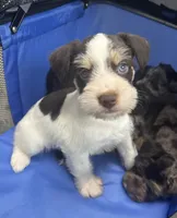 Liver Parti male, a male Miniature Schnauzer for sale in Rainsville, AL – 1 of 5