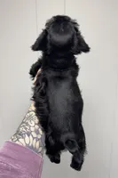 Black & Silver Female, a female Miniature Schnauzer for sale in Rainsville, AL – Photo 2 of 2