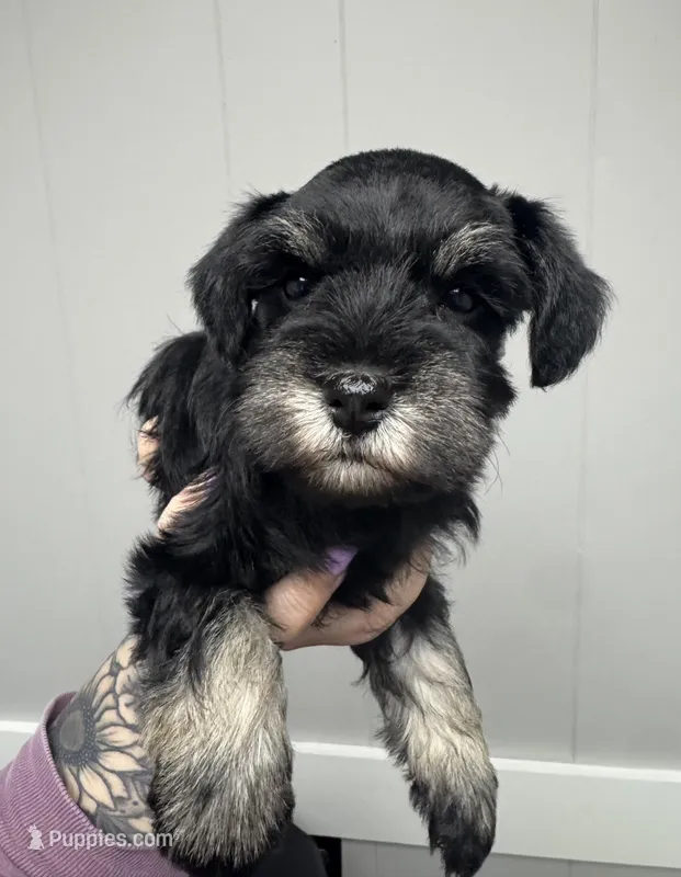 Black & Silver Female – Miniature Schnauzer puppy for sale in Rainsville, AL