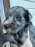 Blue Merle, a female Miniature Schnauzer for sale in Rainsville, AL – 3 of 5