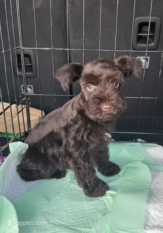 Liver female  – Miniature Schnauzer puppy for sale in Rainsville, AL