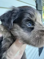 Liver Merle, a male Miniature Schnauzer for sale in Rainsville, AL – 4 of 5