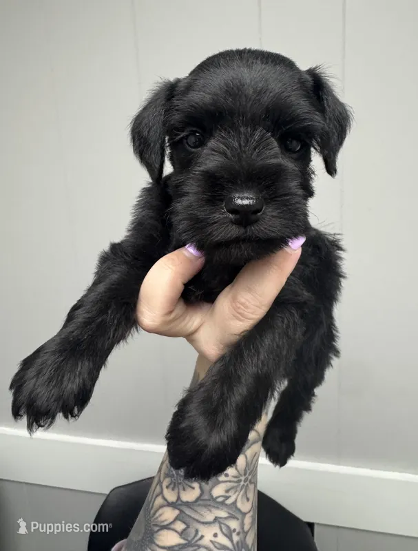 Black female – Miniature Schnauzer puppy for sale in Rainsville, AL