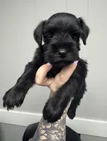Black female, a female Miniature Schnauzer for sale in Rainsville, AL – Photo 1 of 2