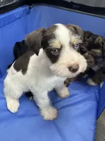 Liver Parti male, a male Miniature Schnauzer for sale in Rainsville, AL – 3 of 5