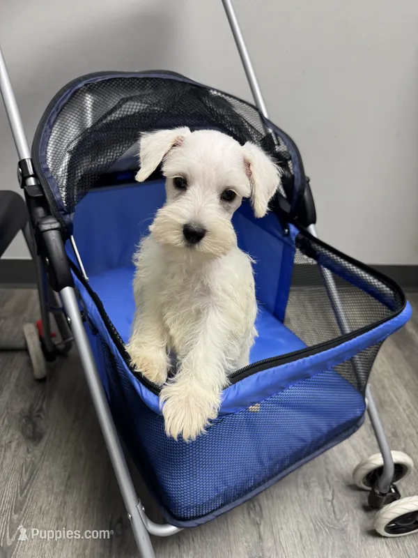 White female – Miniature Schnauzer puppy for sale in Rainsville, AL