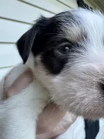 Liver Parti, a male Miniature Schnauzer for sale in Rainsville, AL – 4 of 5