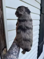 Liver Merle, a male Miniature Schnauzer for sale in Rainsville, AL – 5 of 5