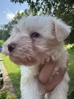 White chocolate female, a female Miniature Schnauzer for sale in Rainsville, AL – 4 of 5