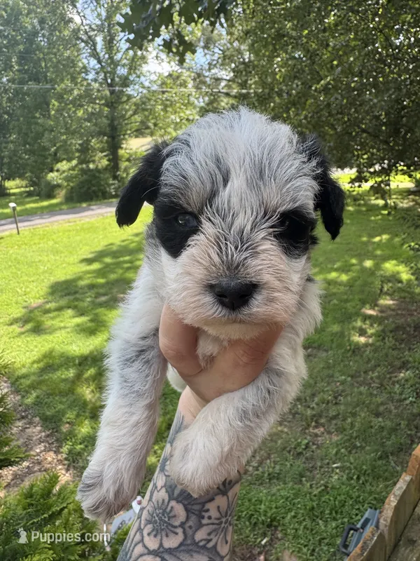Black Parti male – Miniature Schnauzer puppy on hold in Rainsville, AL