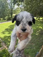 Black Parti male, a male Miniature Schnauzer for sale in Rainsville, AL – 1 of 5
