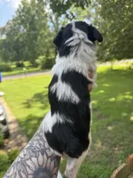 Black Parti male, a male Miniature Schnauzer for sale in Rainsville, AL – 3 of 5