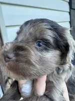 Liver Merle, a male Miniature Schnauzer for sale in Rainsville, AL – 3 of 5