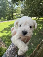 White female, a female Miniature Schnauzer for sale in Rainsville, AL – 1 of 4