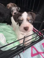 Liver Parti male, a male Miniature Schnauzer for sale in Rainsville, AL – 4 of 5