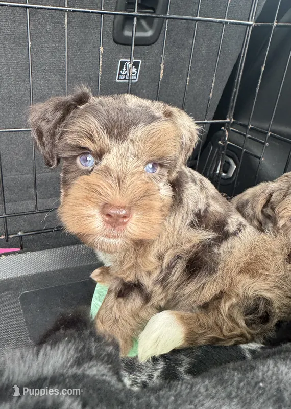 Liver Merle – Miniature Schnauzer puppy for sale in Rainsville, AL