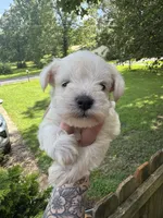 White female, a female Miniature Schnauzer for sale in Rainsville, AL – 2 of 4