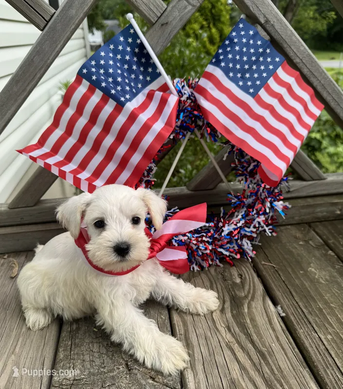 White female – Miniature Schnauzer puppy for sale in Rainsville, AL