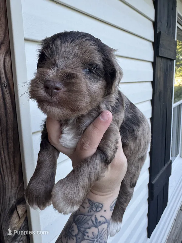 Liver Merle – Miniature Schnauzer puppy for sale in Rainsville, AL