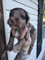 Liver Merle, a male Miniature Schnauzer for sale in Rainsville, AL – 1 of 5
