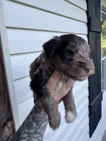 Liver Merle, a male Miniature Schnauzer for sale in Rainsville, AL – 2 of 5