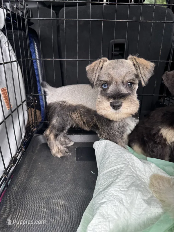 Salt & Pepper Male – Miniature Schnauzer puppy for sale in Rainsville, AL