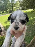 Black Parti male, a male Miniature Schnauzer for sale in Rainsville, AL – 5 of 5