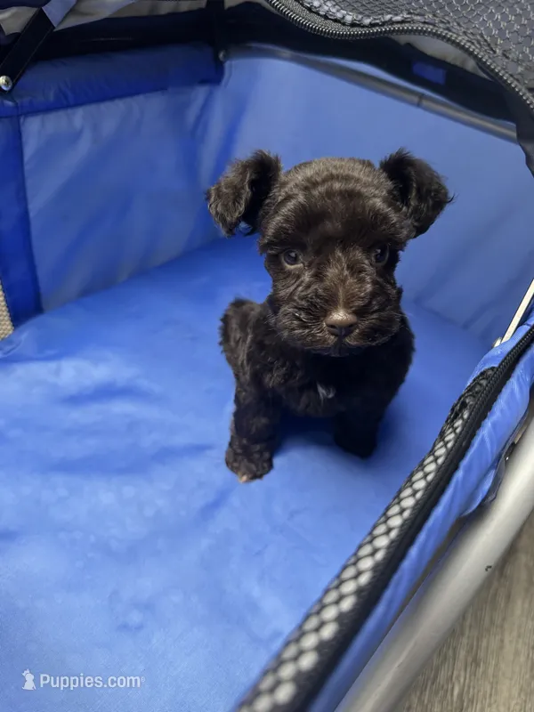 Liver female  – Miniature Schnauzer puppy for sale in Rainsville, AL