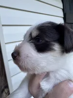 Liver Parti, a male Miniature Schnauzer for sale in Rainsville, AL – 2 of 5