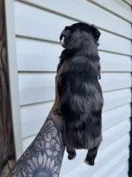 Blue Merle, a female Miniature Schnauzer for sale in Rainsville, AL – 5 of 5