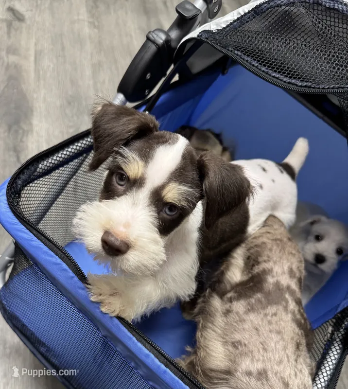Liver Parti male – Miniature Schnauzer puppy for sale in Rainsville, AL