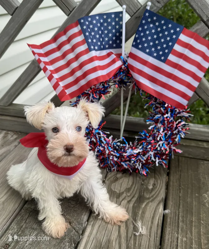 White chocolate female – Miniature Schnauzer puppy for sale in Rainsville, AL